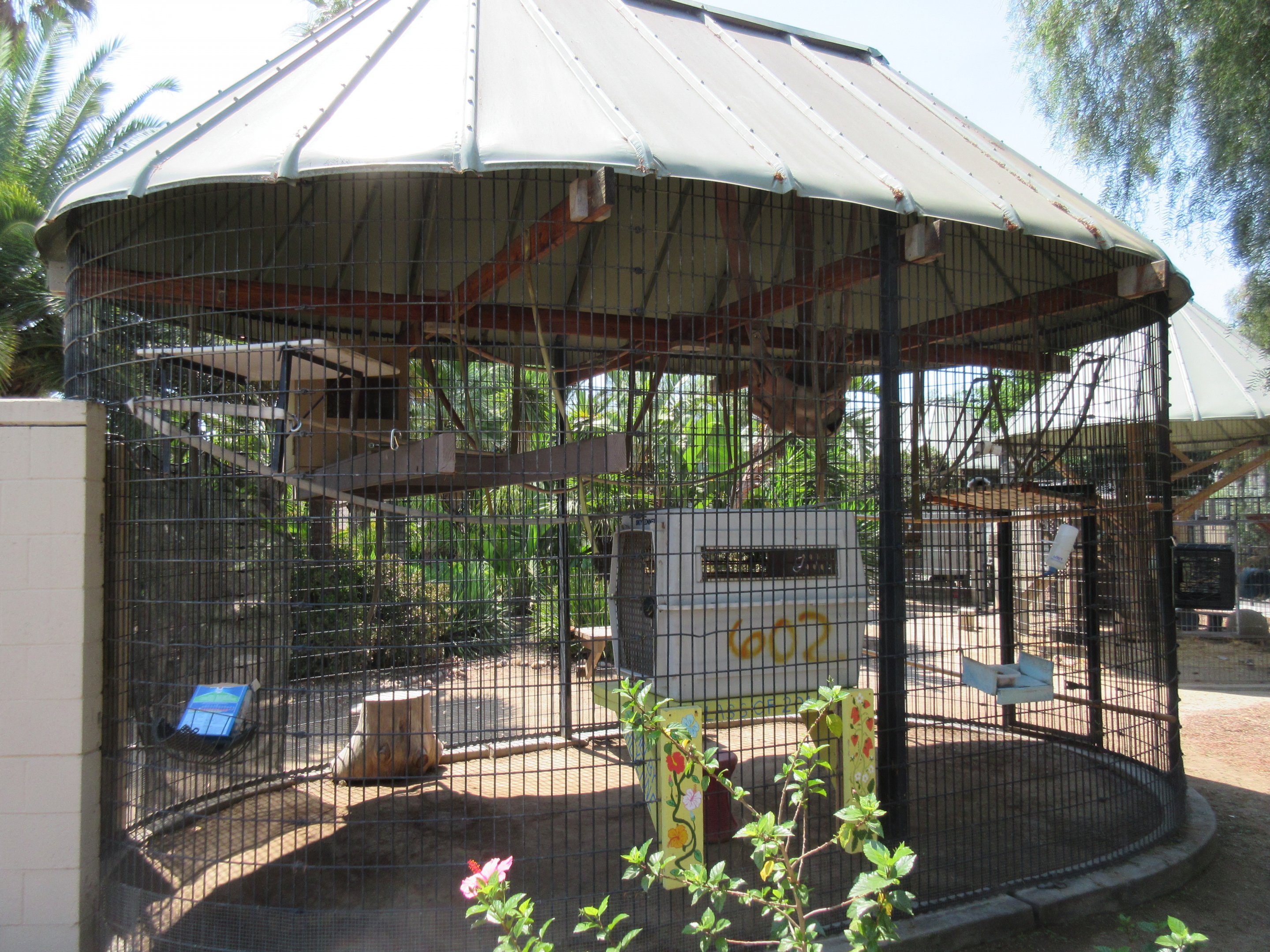 Crested Gibbon Exhibit