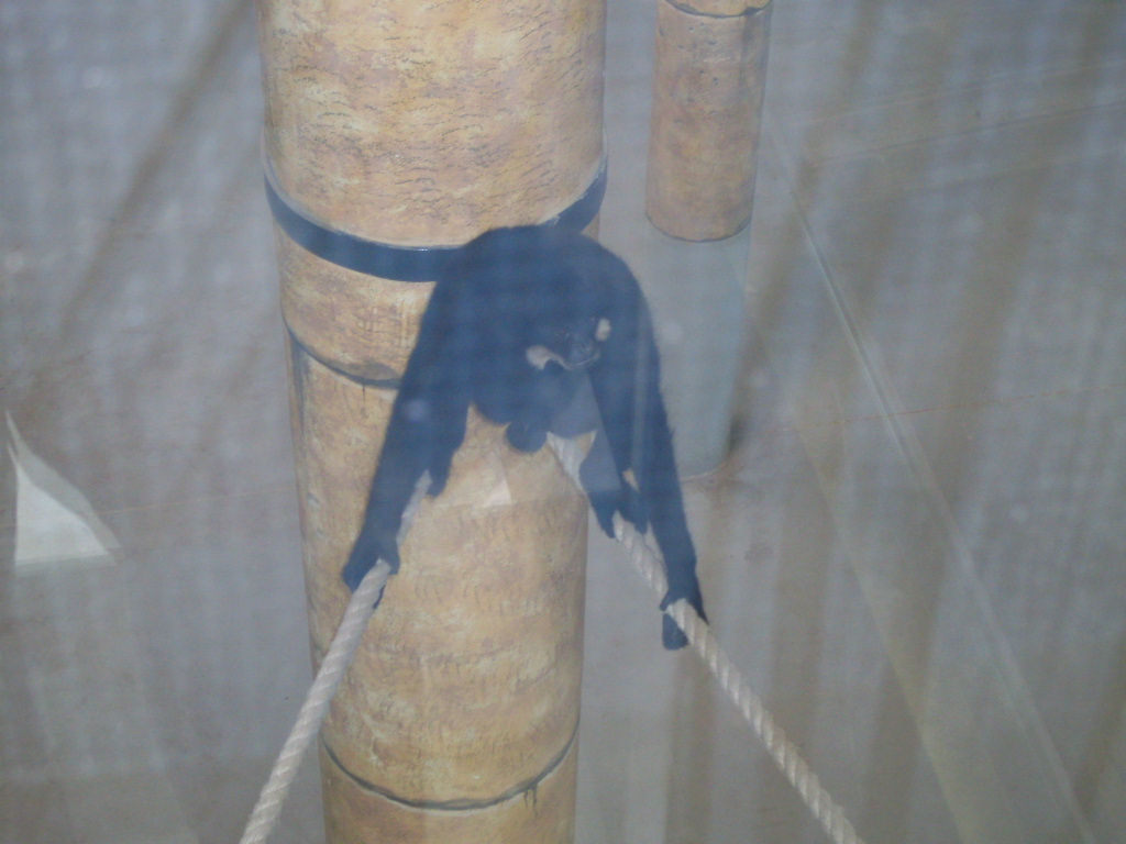 Crested gibbon in Green Pyramid