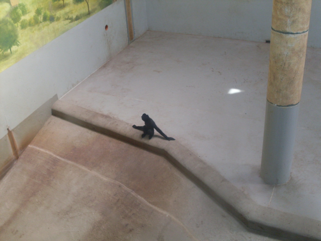 Crested gibbon in Green Pyramid