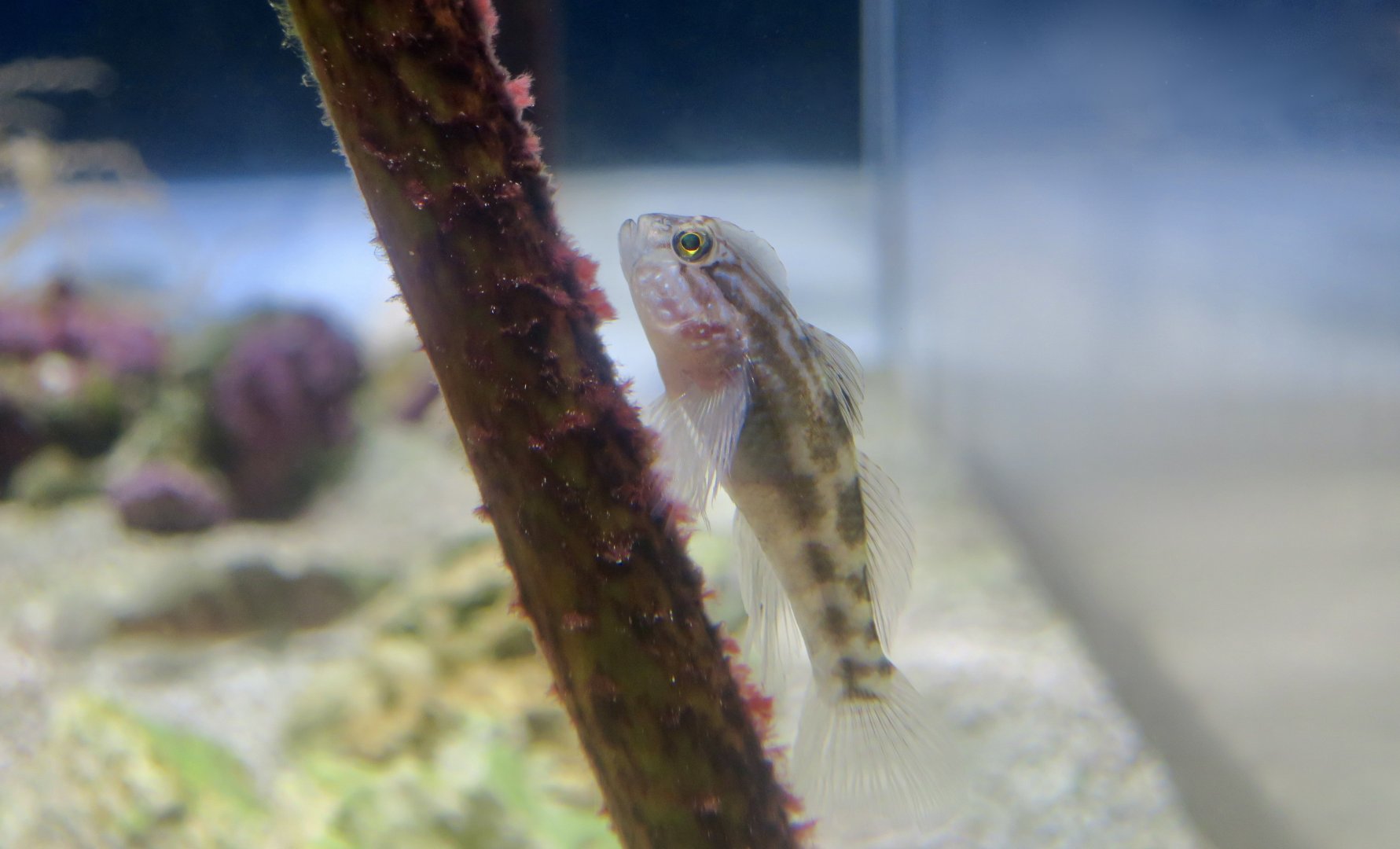 Crested Goby (Lophogobius cyprinoides)