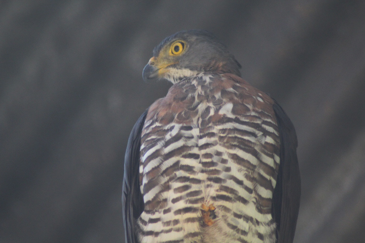 Crested goshawk (Accipiter trivirgatus javanicus)