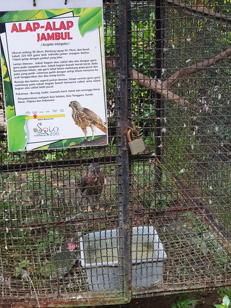 Crested Goshawk (Accipiter trivirgatus) - Taru Jurug Zoo