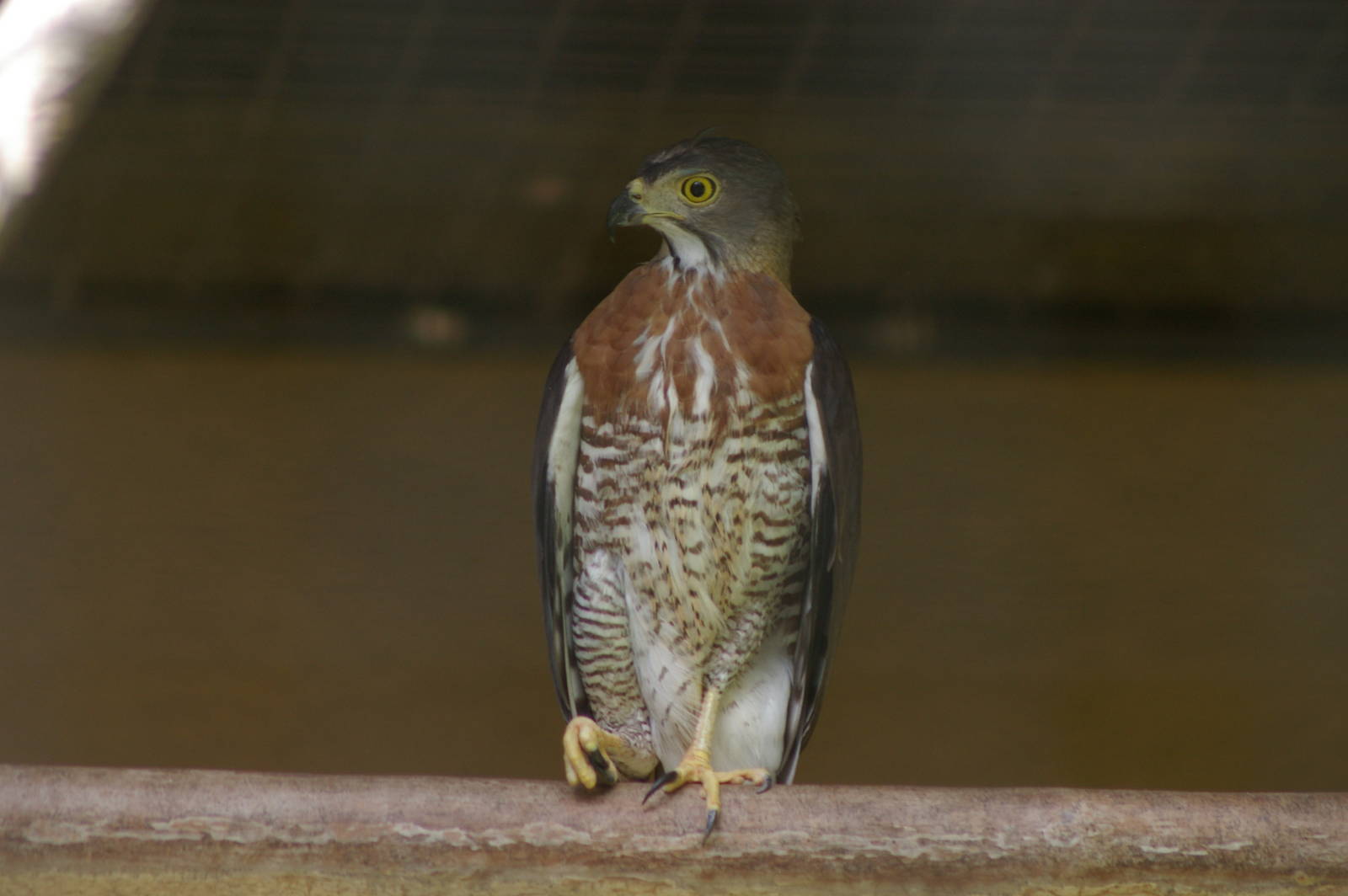 crested goshawk (Accipiter trivirgatus)