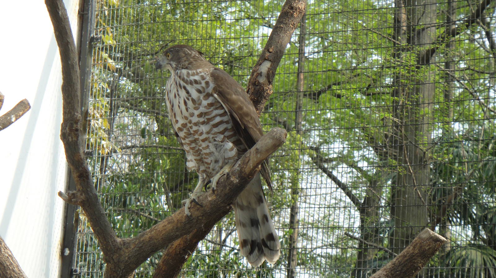 Crested goshawk at Shanghai zoo 2014-4-3