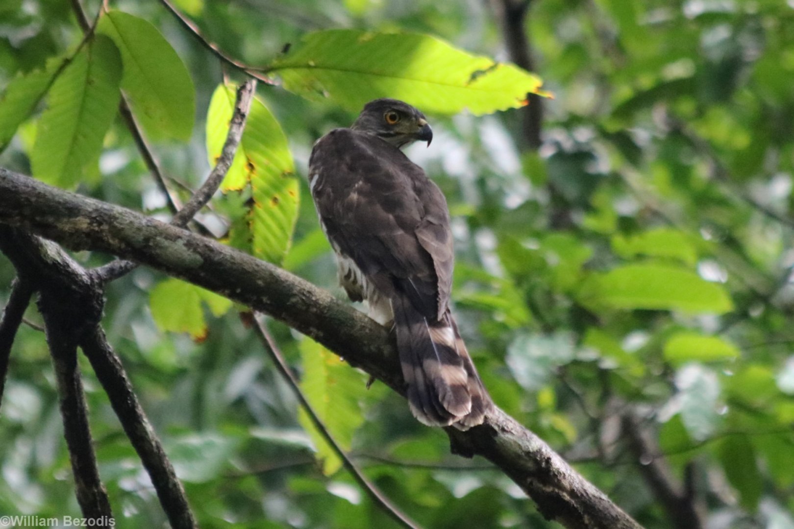 Crested Goshawk - Cat Tien