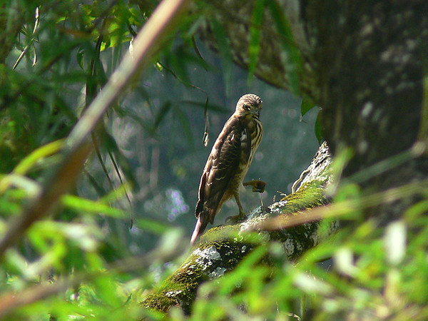 crested goshawk