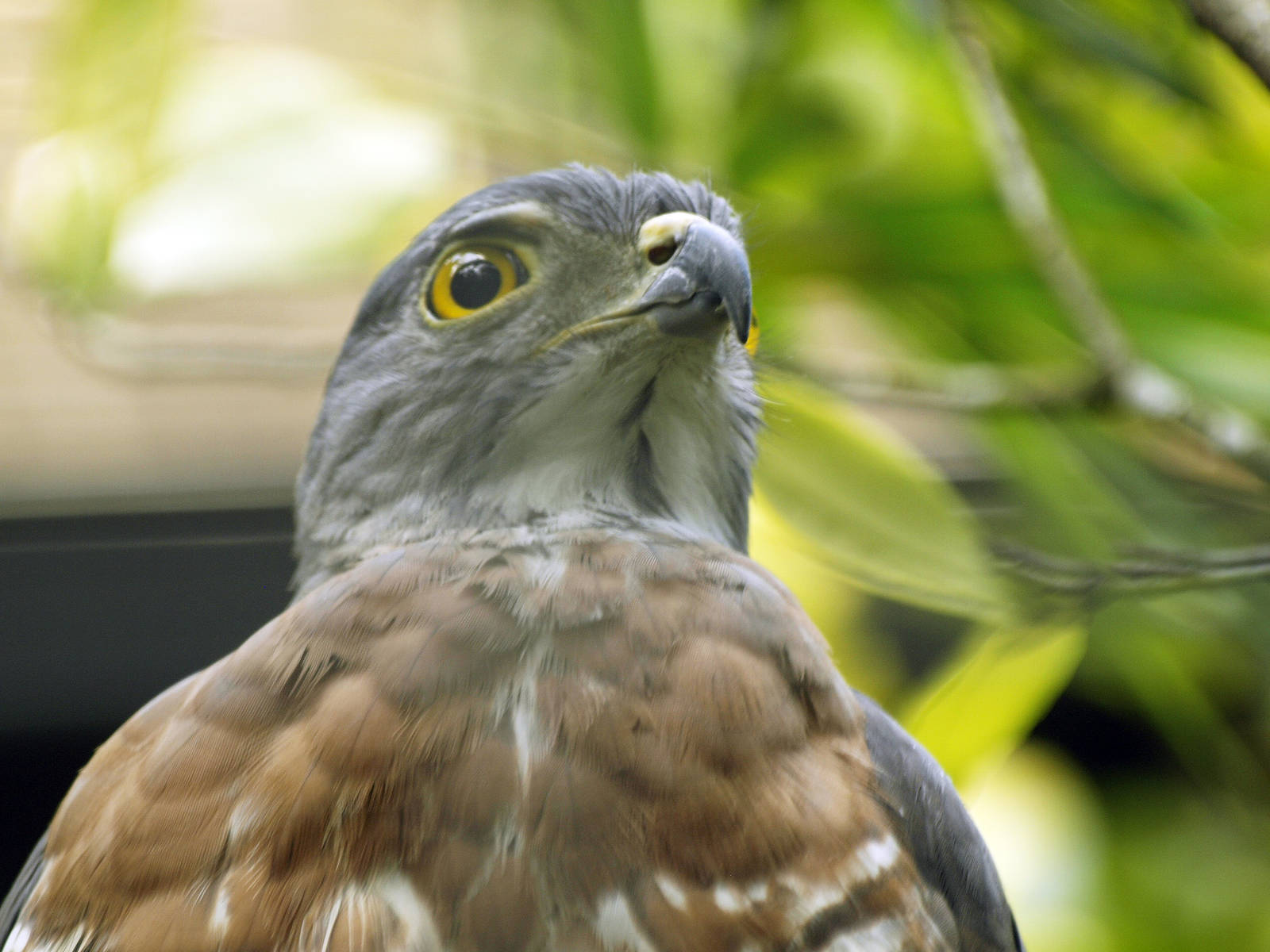 Crested goshawk