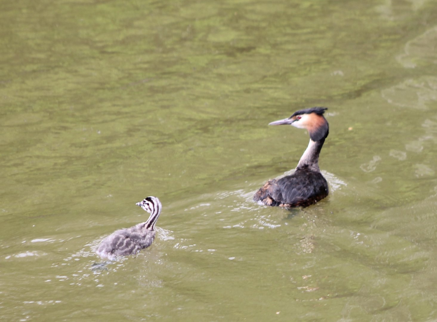 Crested grebe with chick