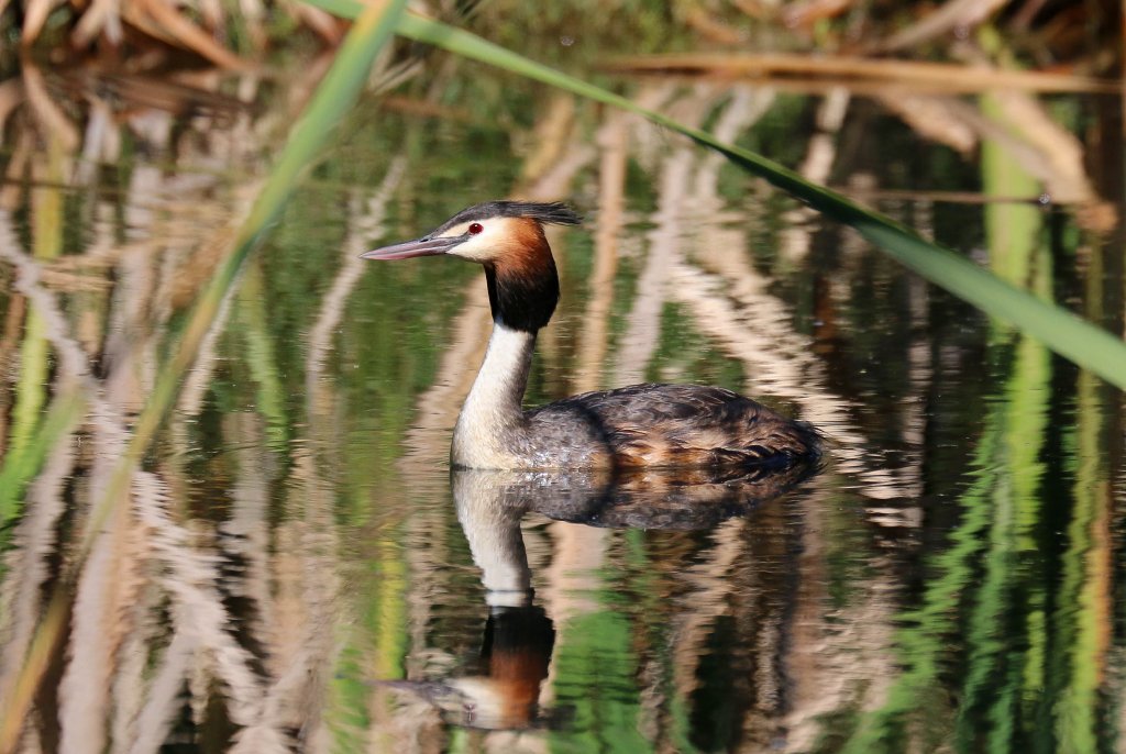 Crested Grebe