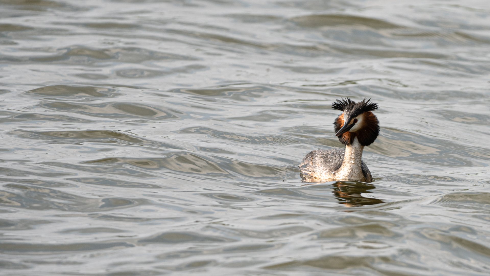 Crested grebe