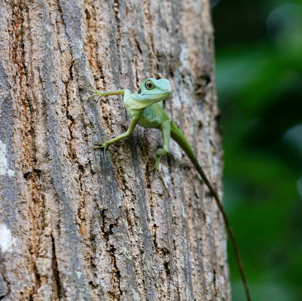 Crested Green Lizard