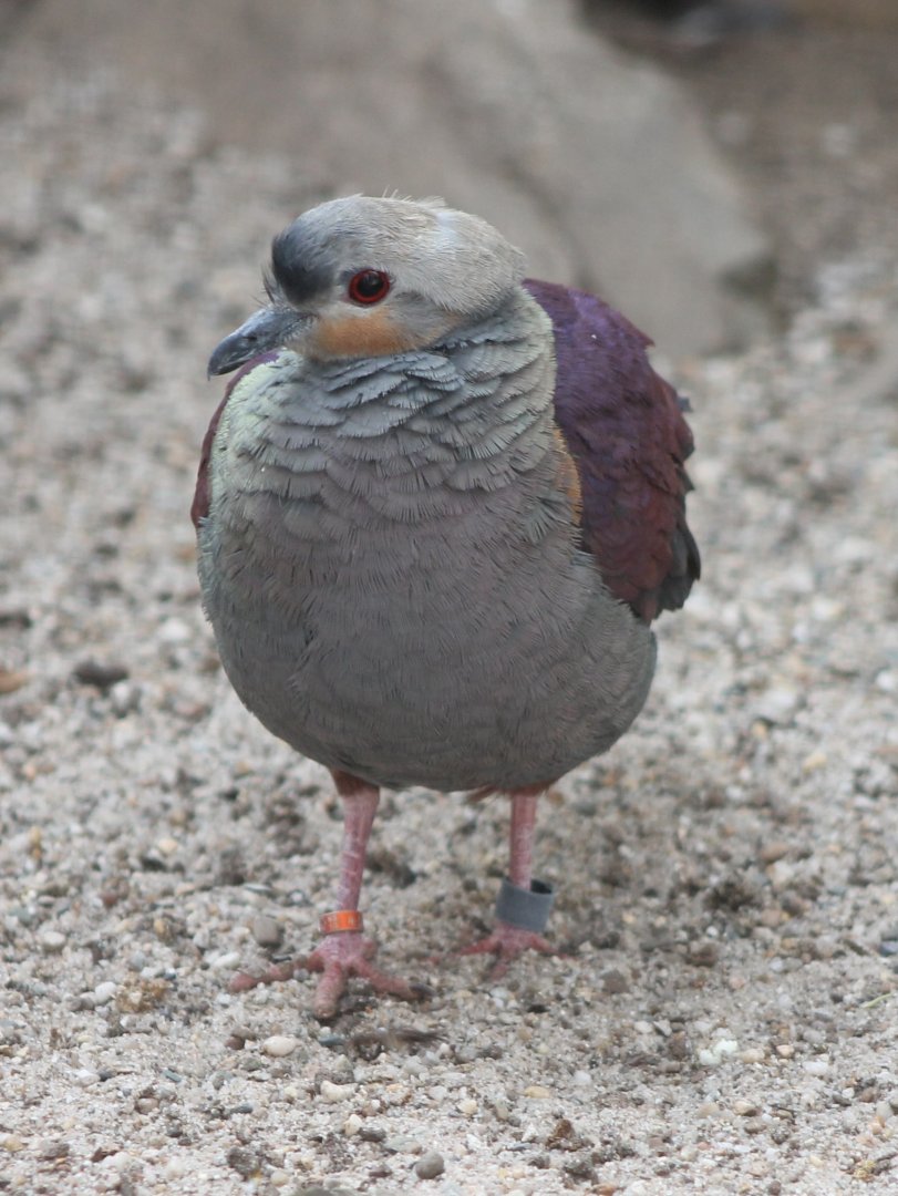 Crested ground-dove