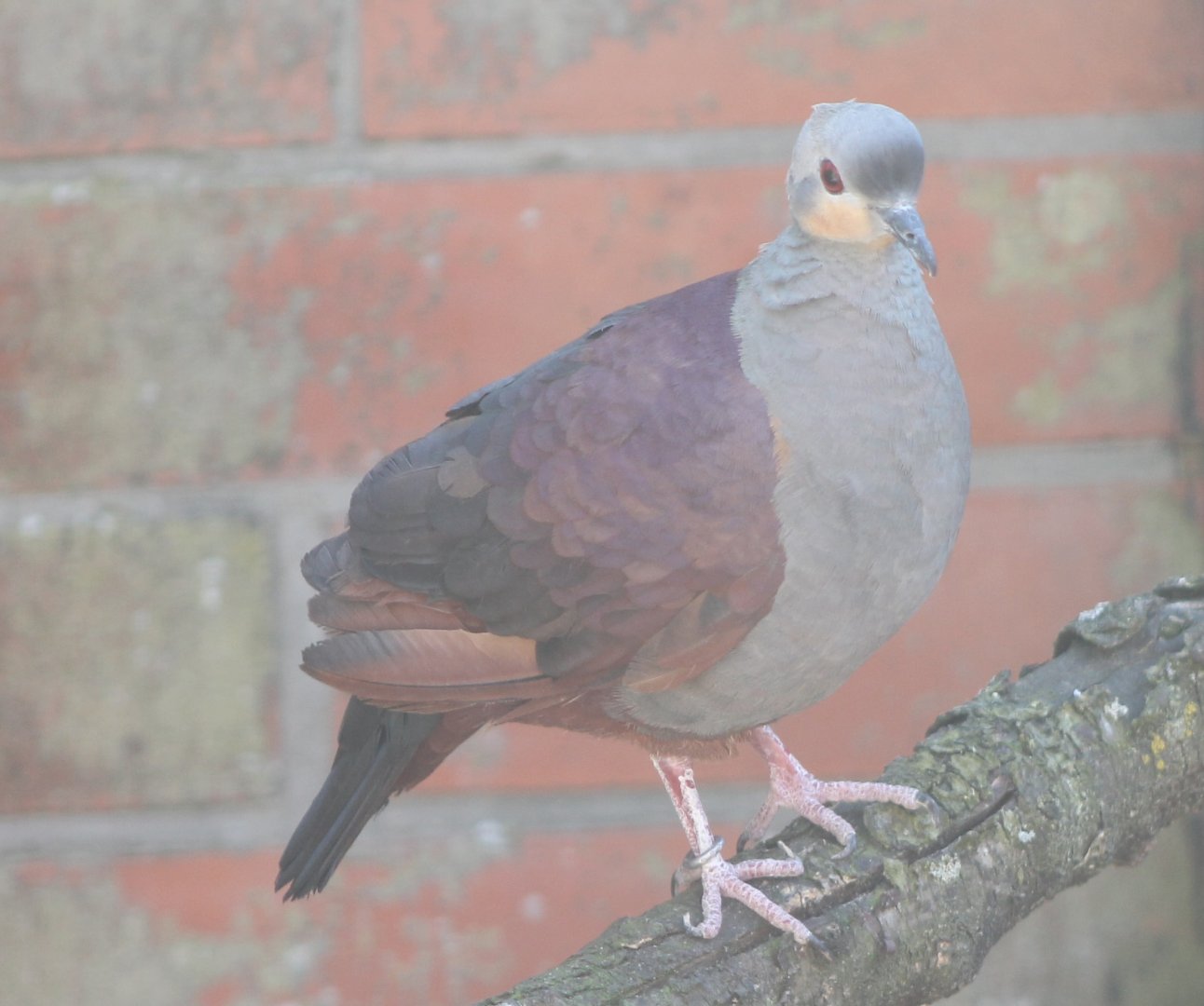Crested ground-dove