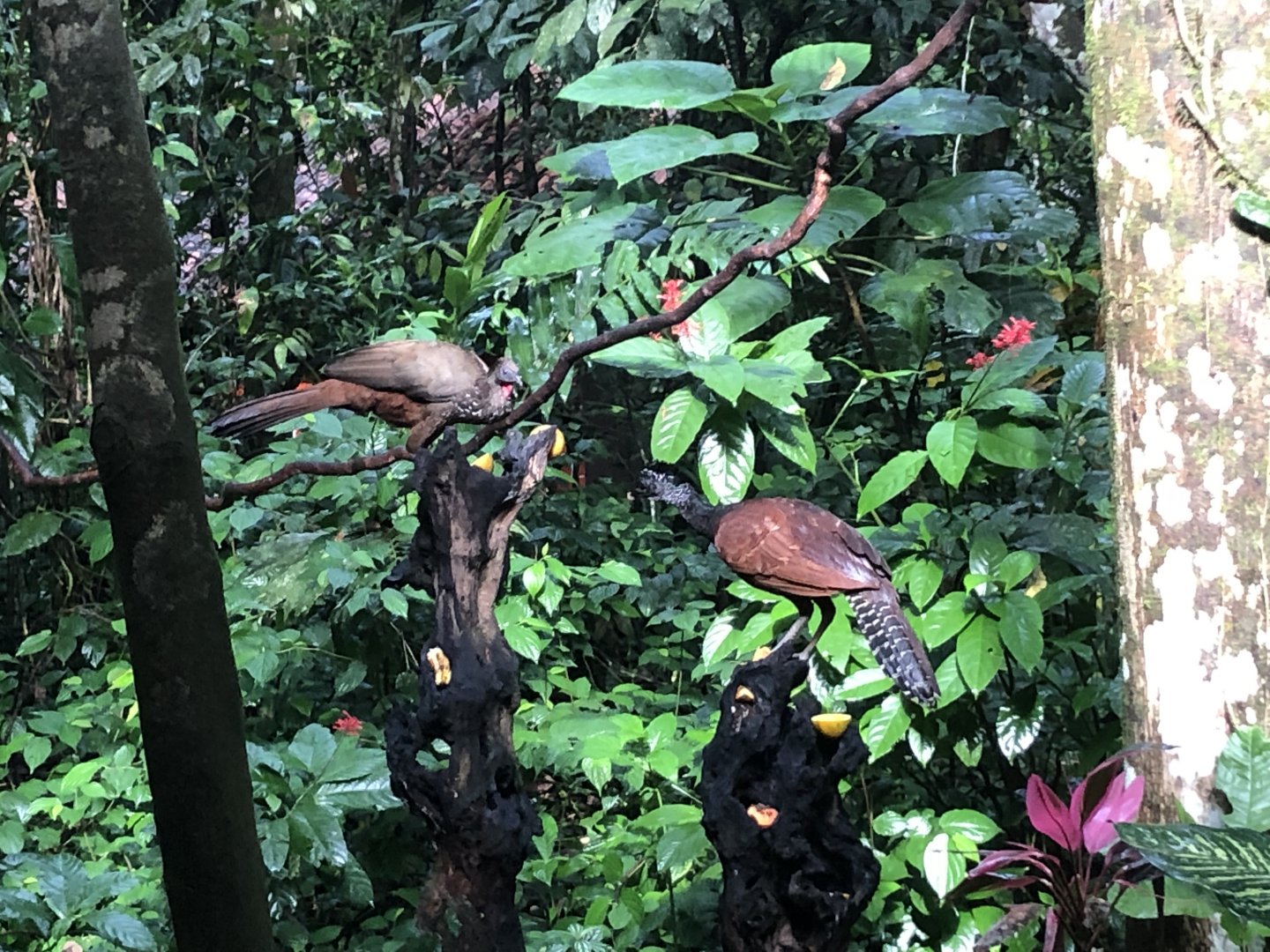 Crested guan and great curassow (San Carlos, Costa Rica)