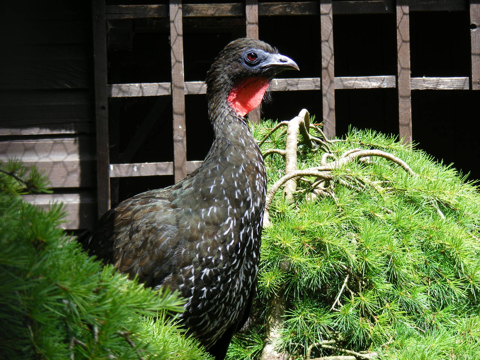 Crested guan at Birdworld, 20 June 2010