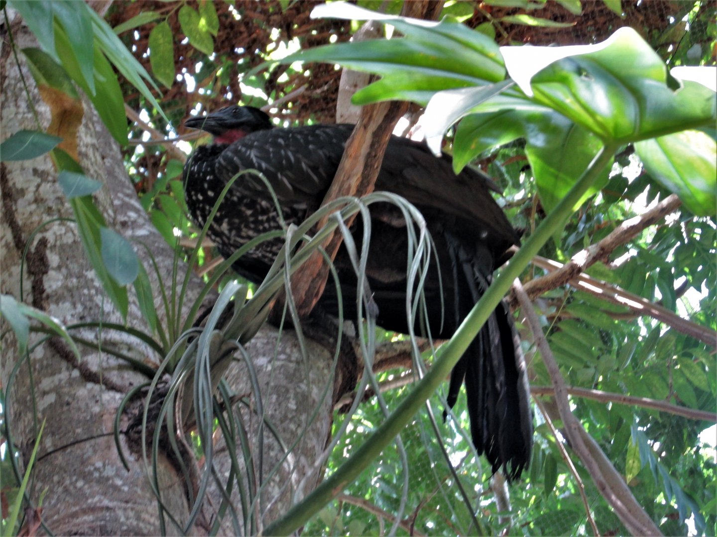 Crested guan at the Aviario