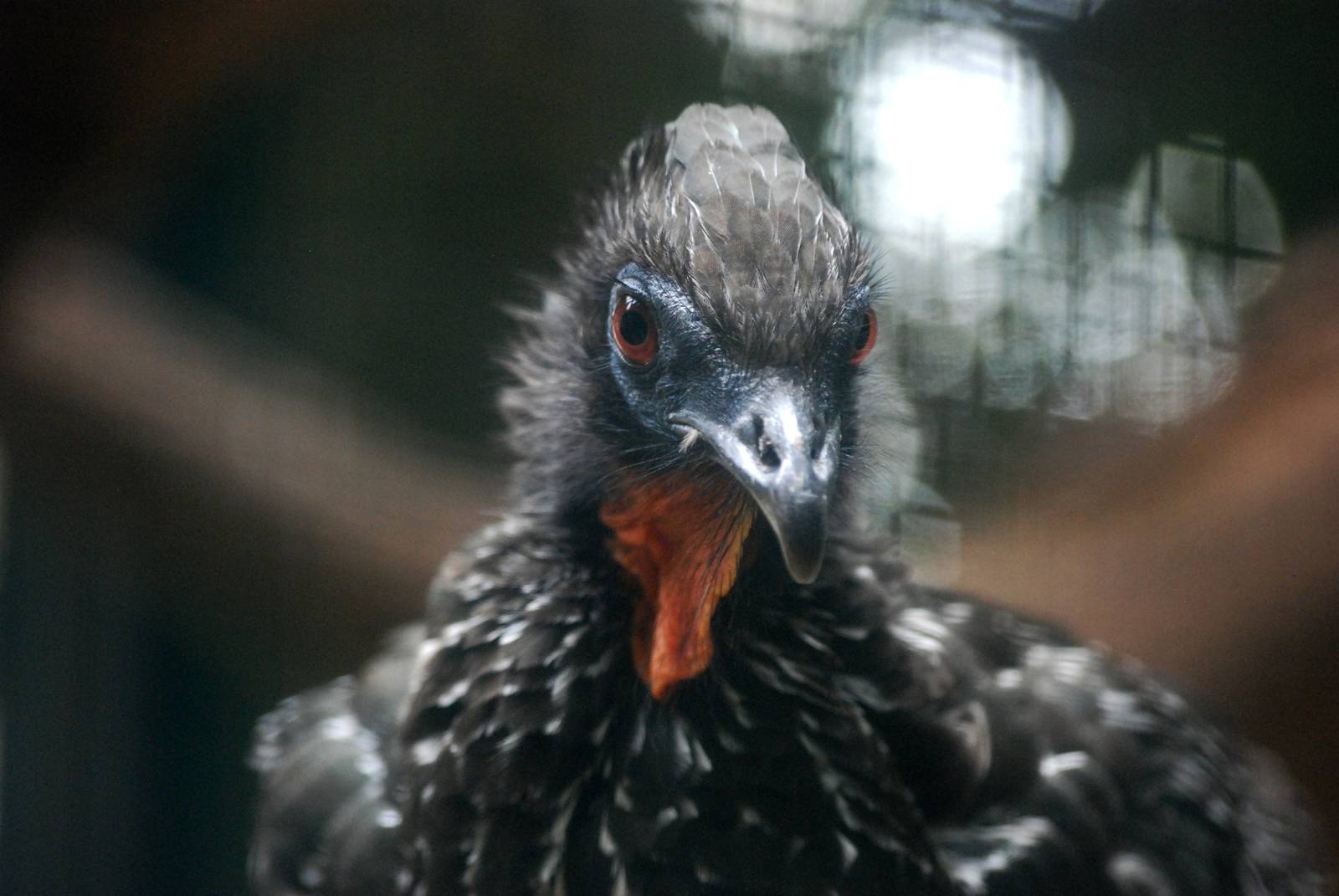 Crested Guan at Walsrode, 22/03/13