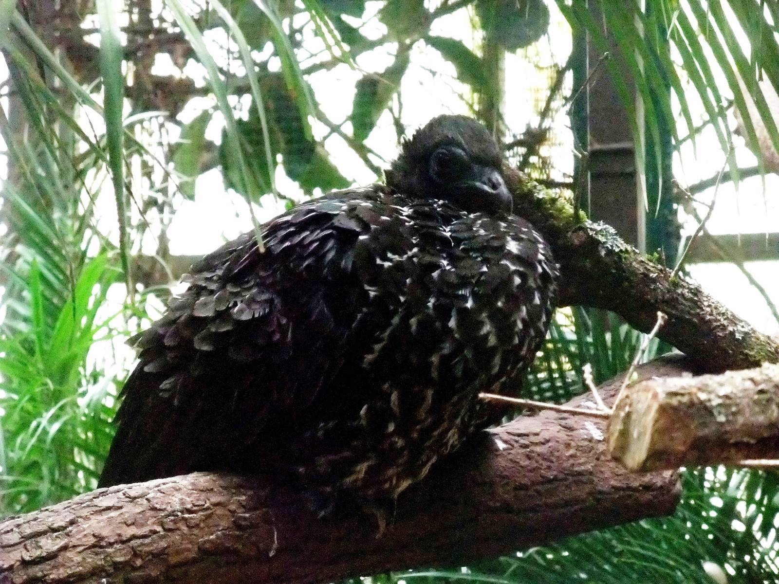 Crested Guan at Walsrode, 22/03/13