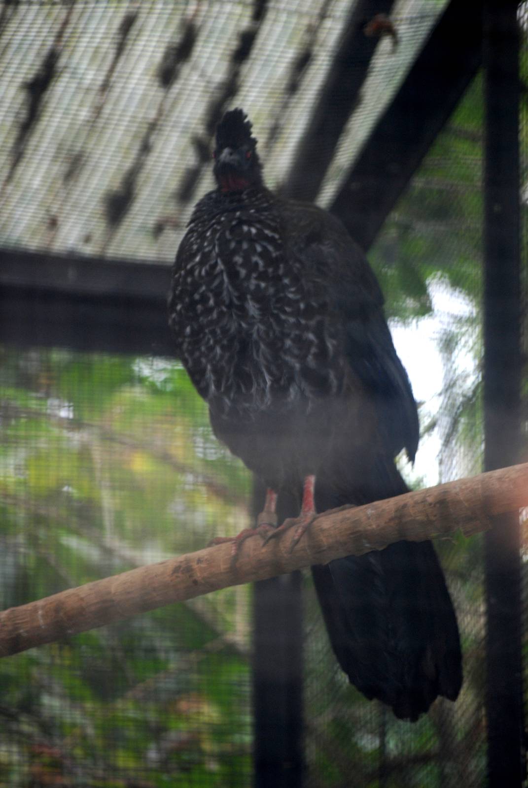 Crested Guan at Zoo Simon Bolivar, 12/04/14