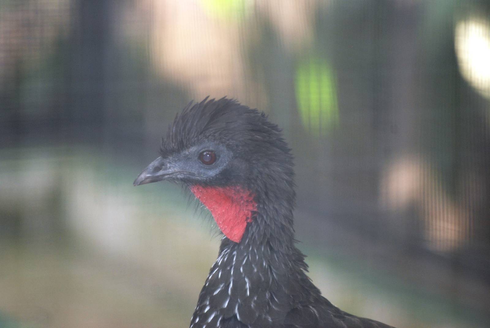 Crested Guan at Zoo Simon Bolivar, 12/04/14