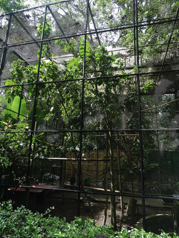 Crested guan aviary
