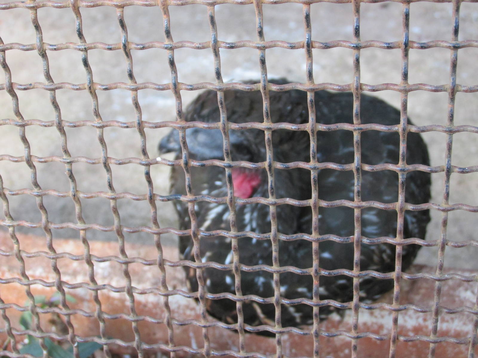 crested guan centenario zoo