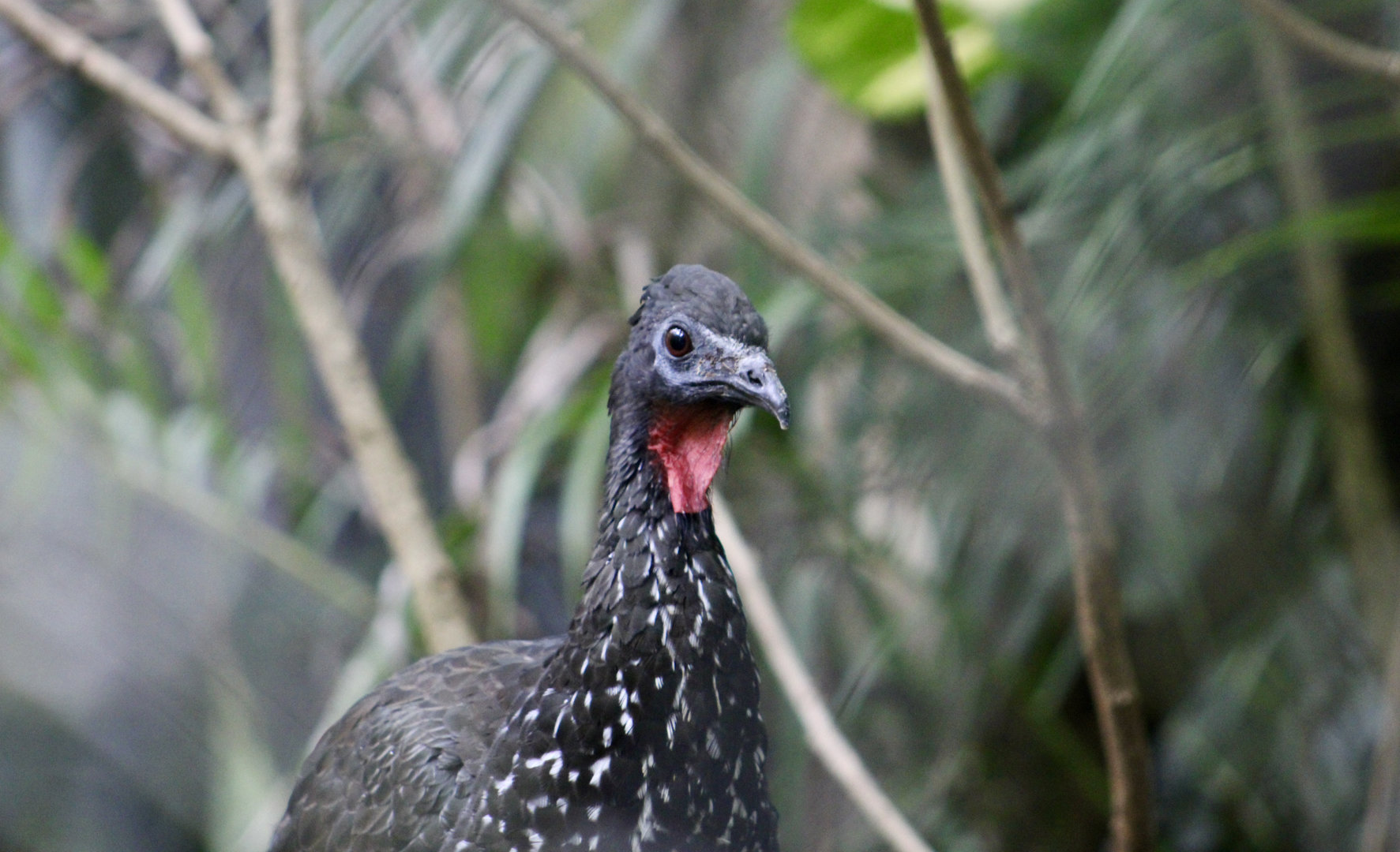 Crested Guan (Penelope purpurascens aequatorialis)