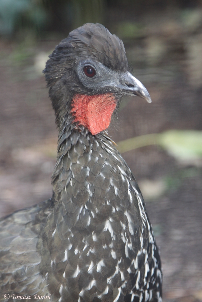 Crested Guan (Penelope purpurascens)