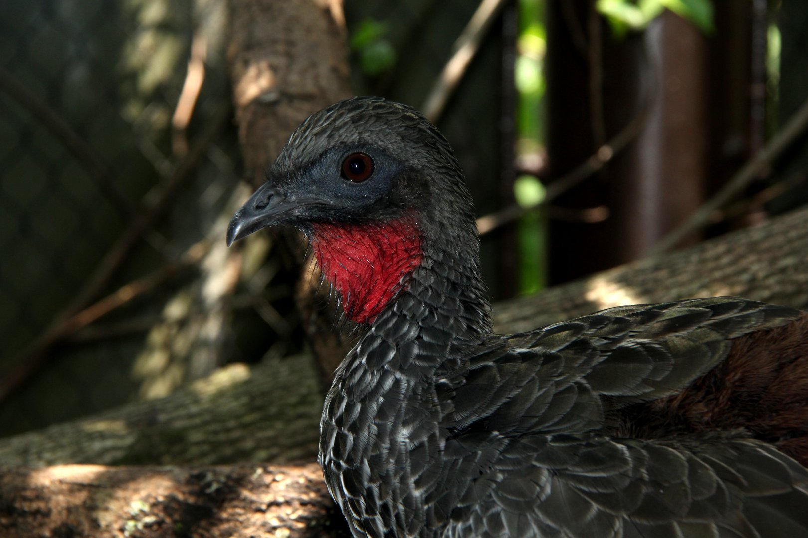 crested guan (Penelope purpurascens)