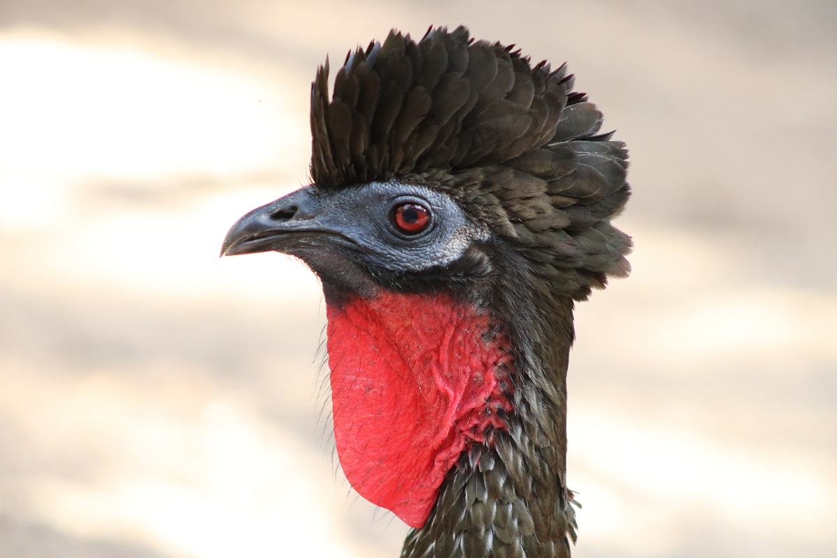 Crested Guan (Penelope purpurascens)