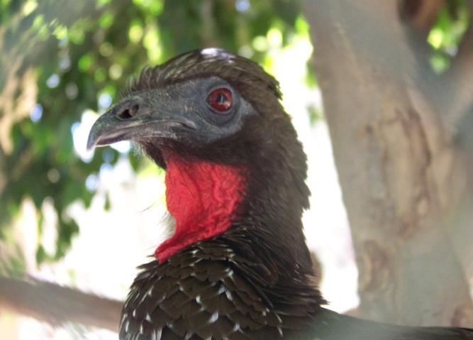 Crested Guan