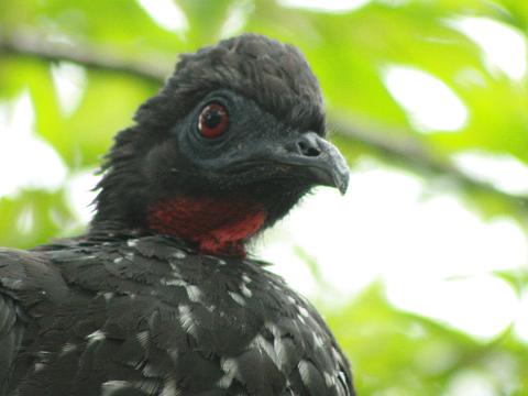 Crested Guan