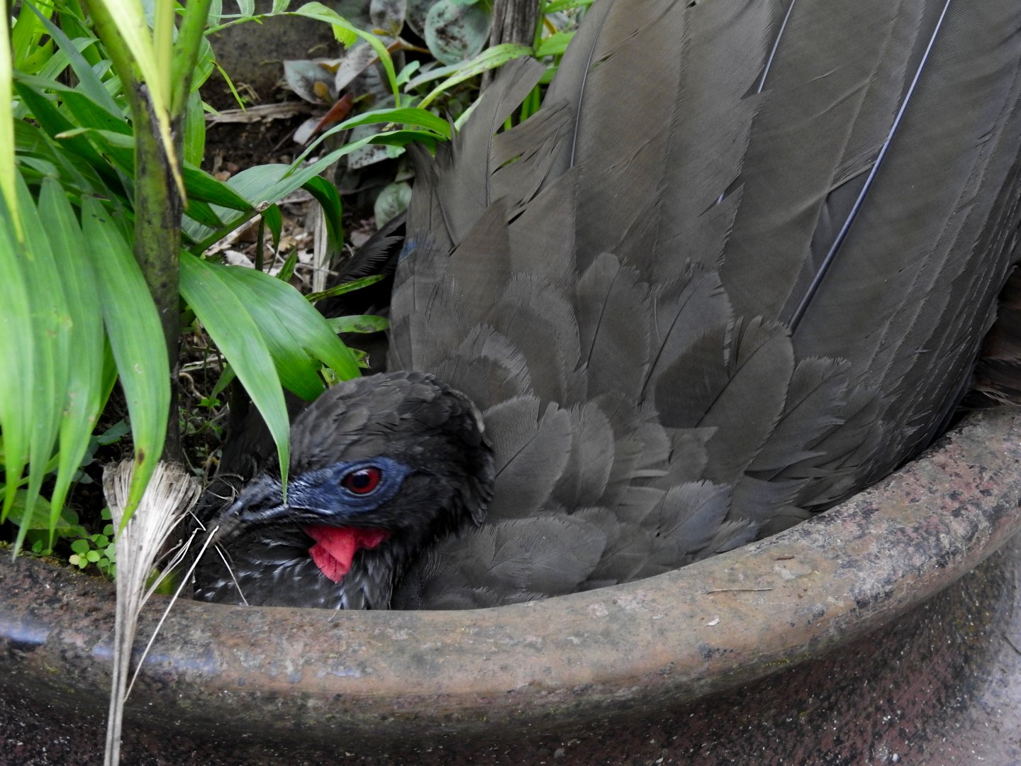 Crested Guan