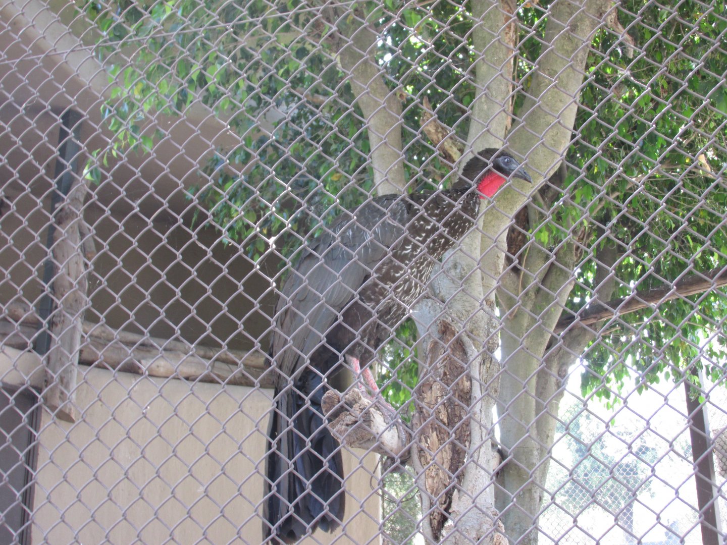 crested guan