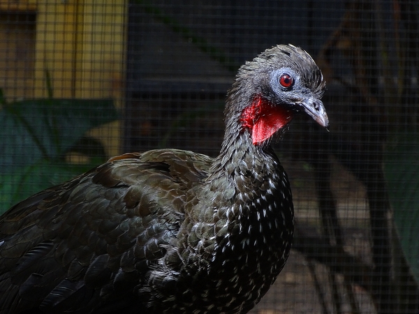 Crested guan