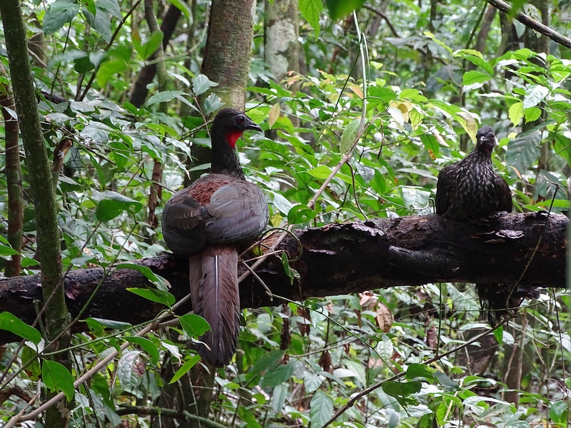 Crested guan
