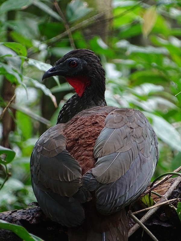 Crested guan