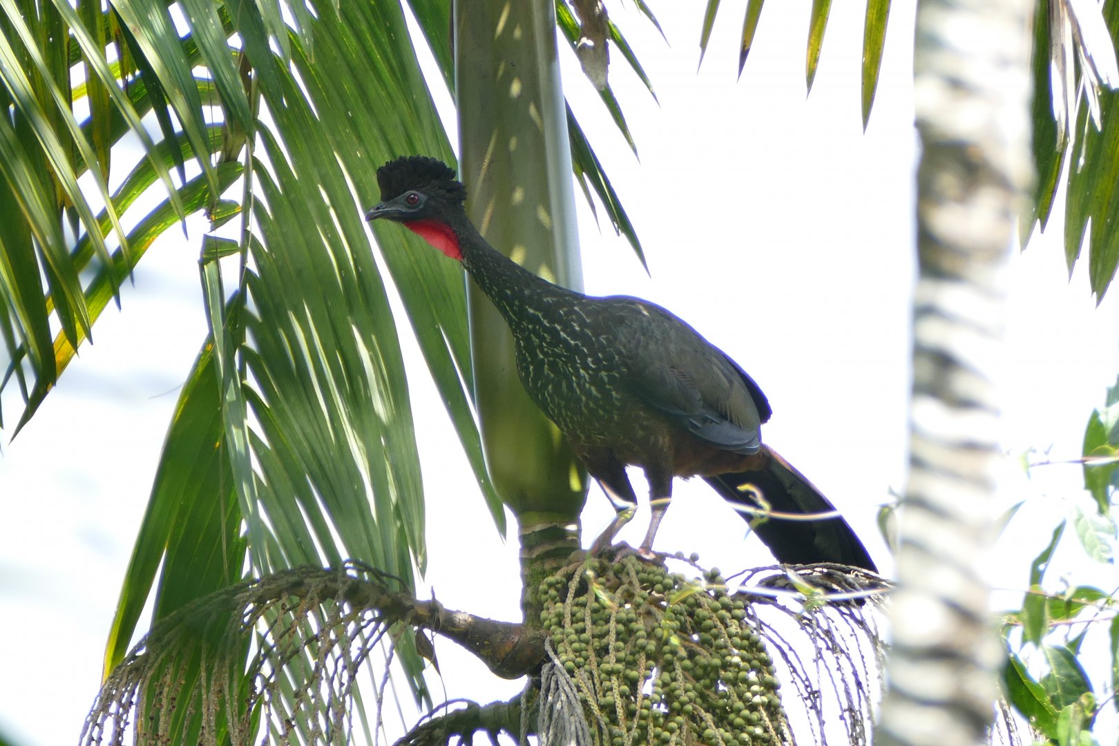 Crested Guan