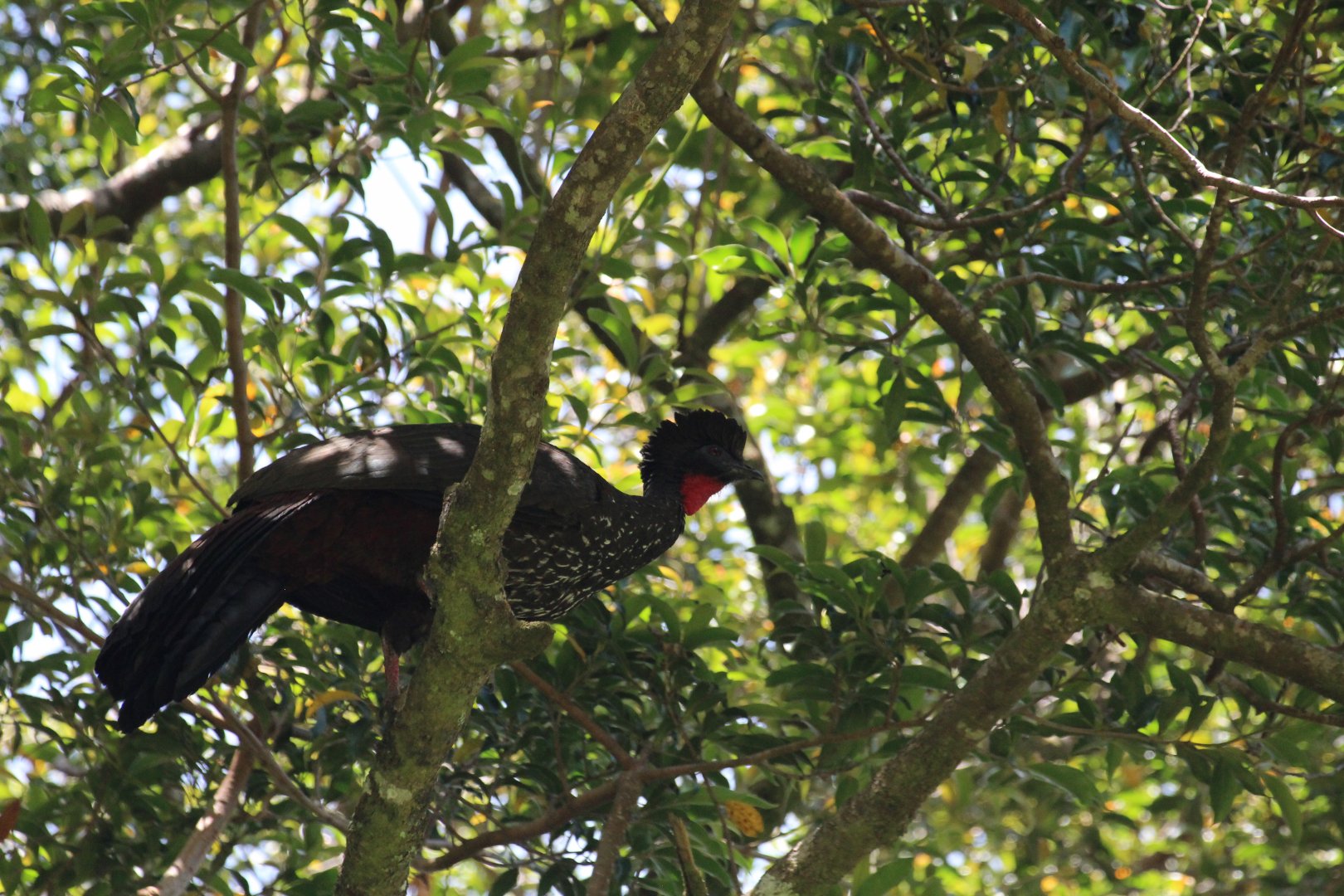 Crested Guan