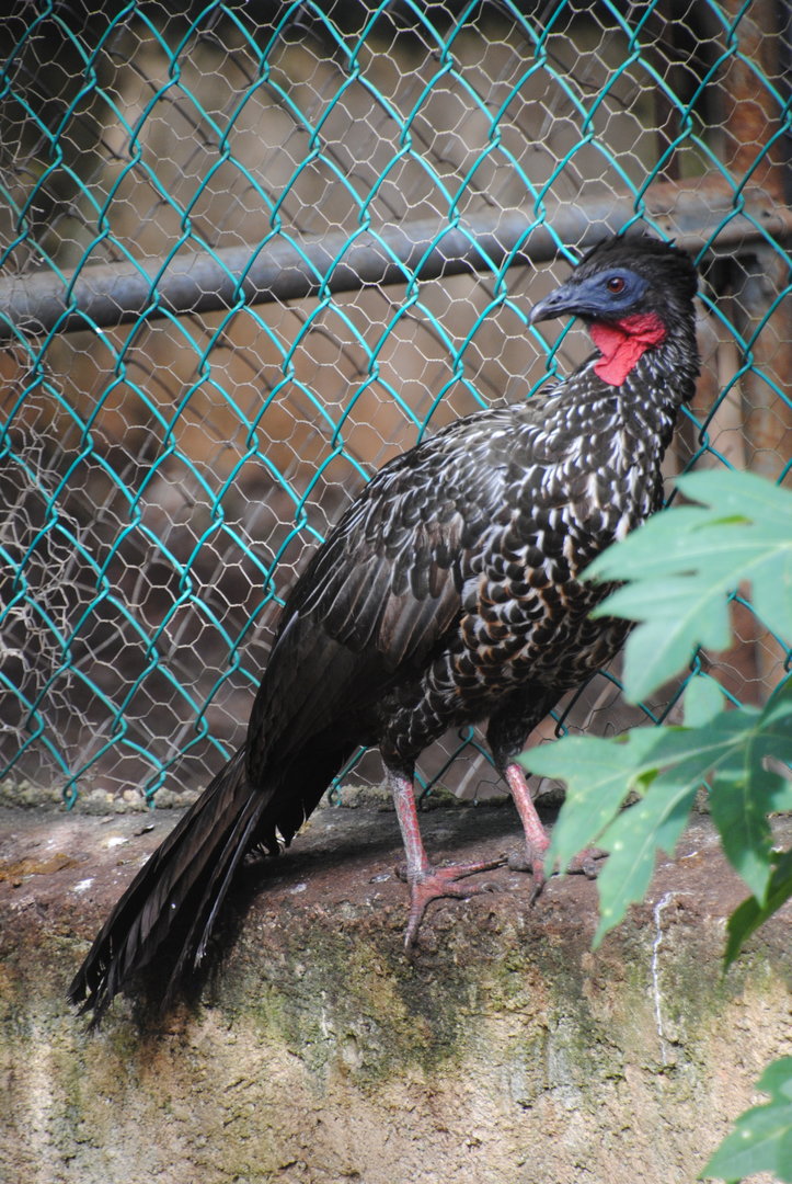 Crested Guan