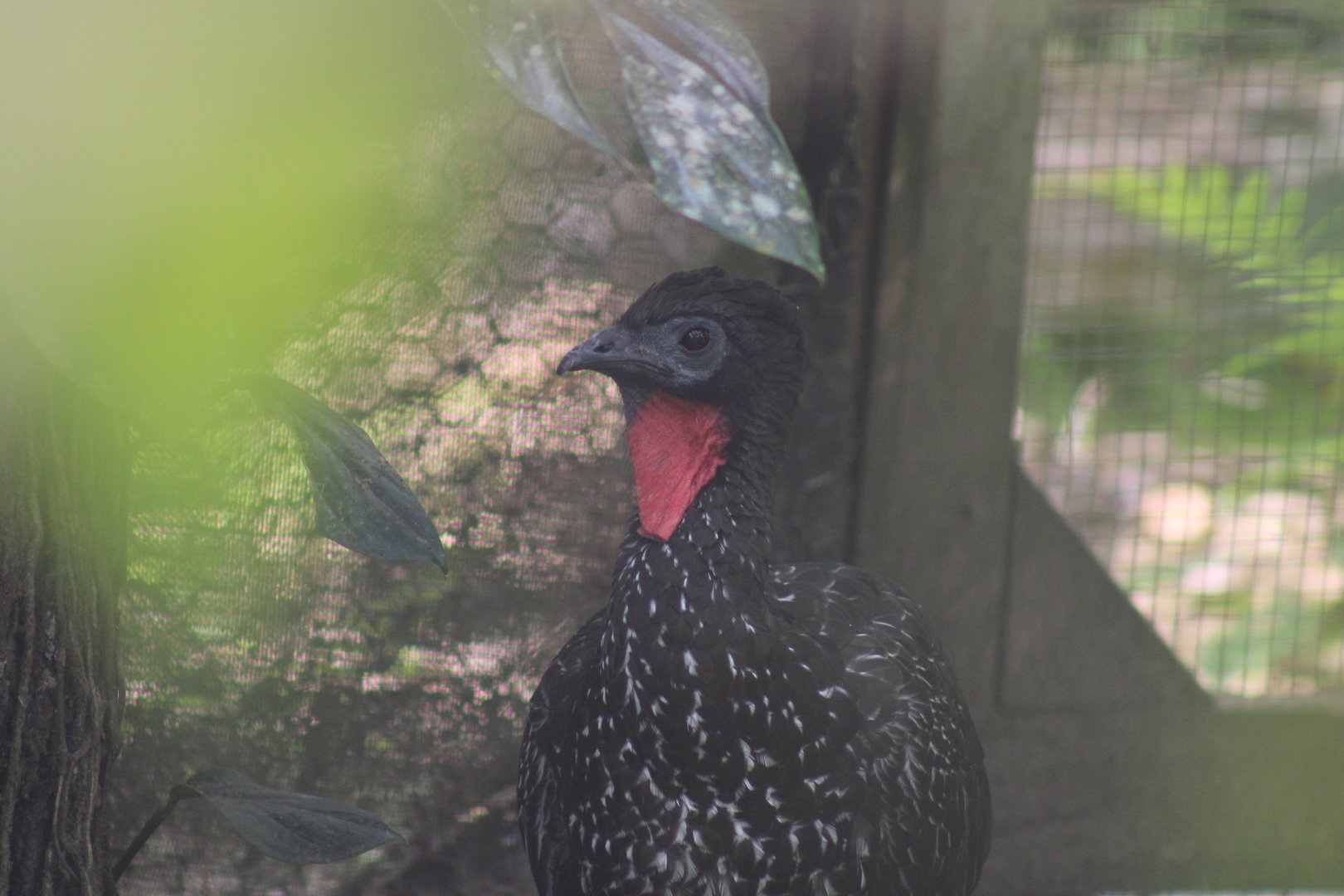 Crested Guan