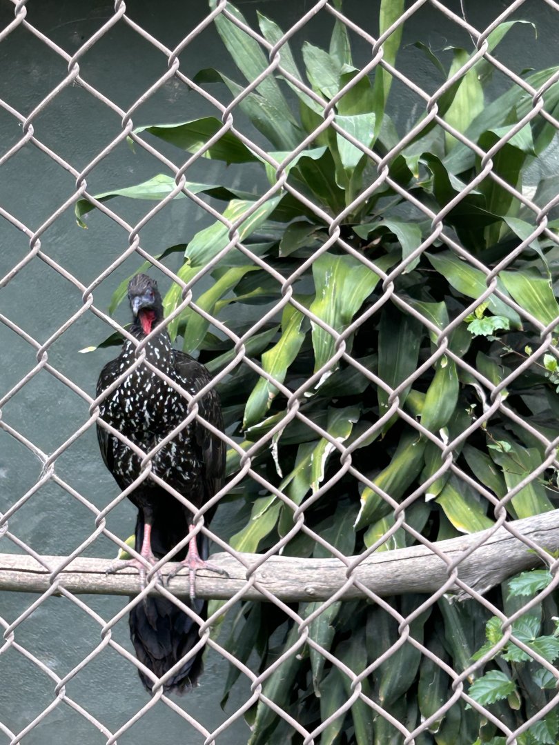 Crested Guan