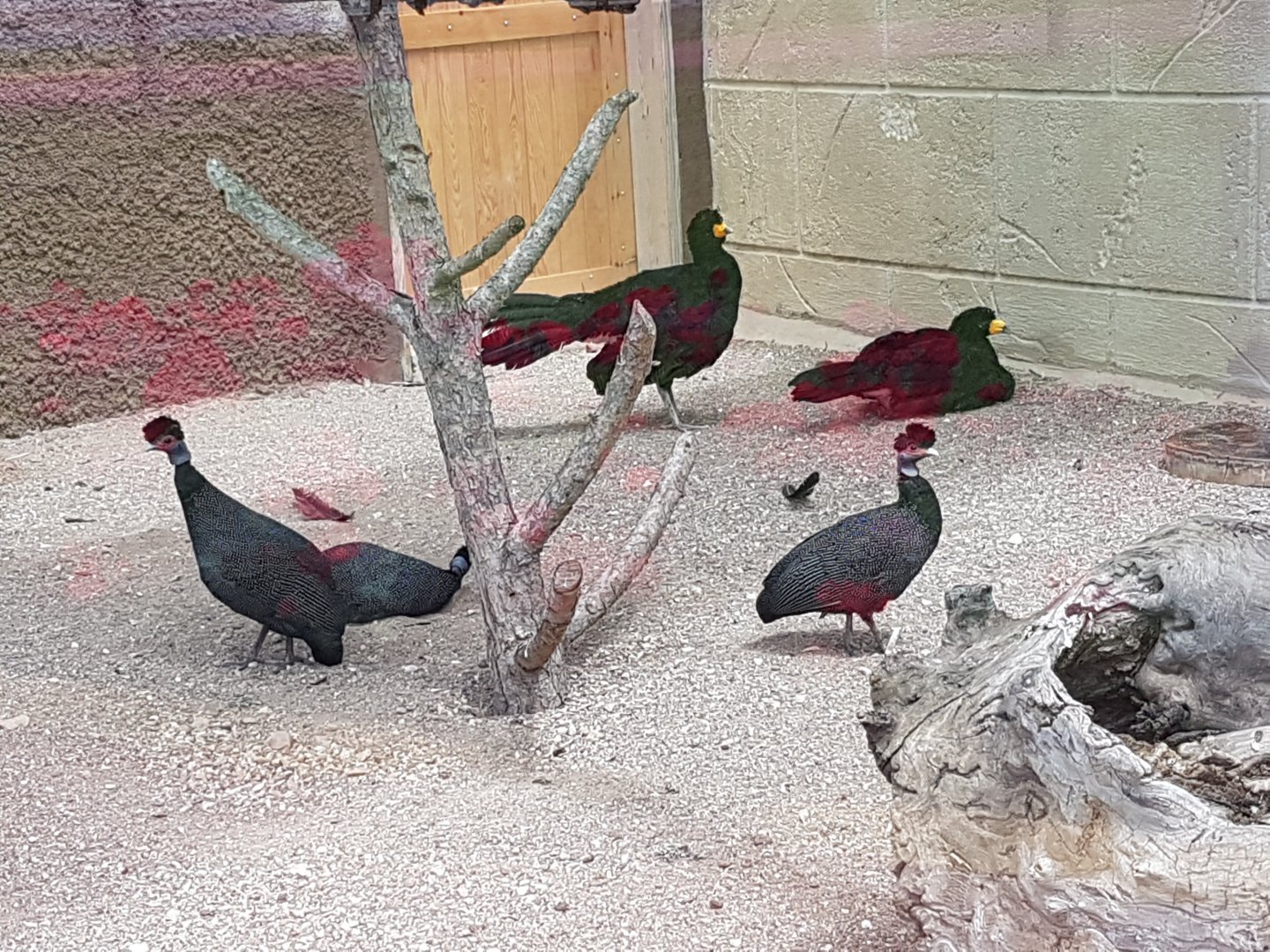 Crested guinea fowl and black curassow 19 May 2018