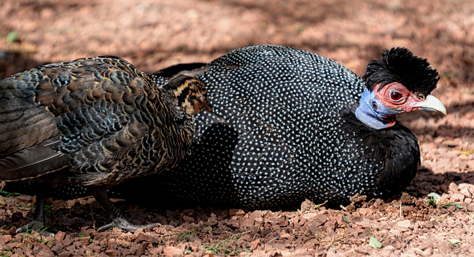 Crested Guinea Fowl And Chick