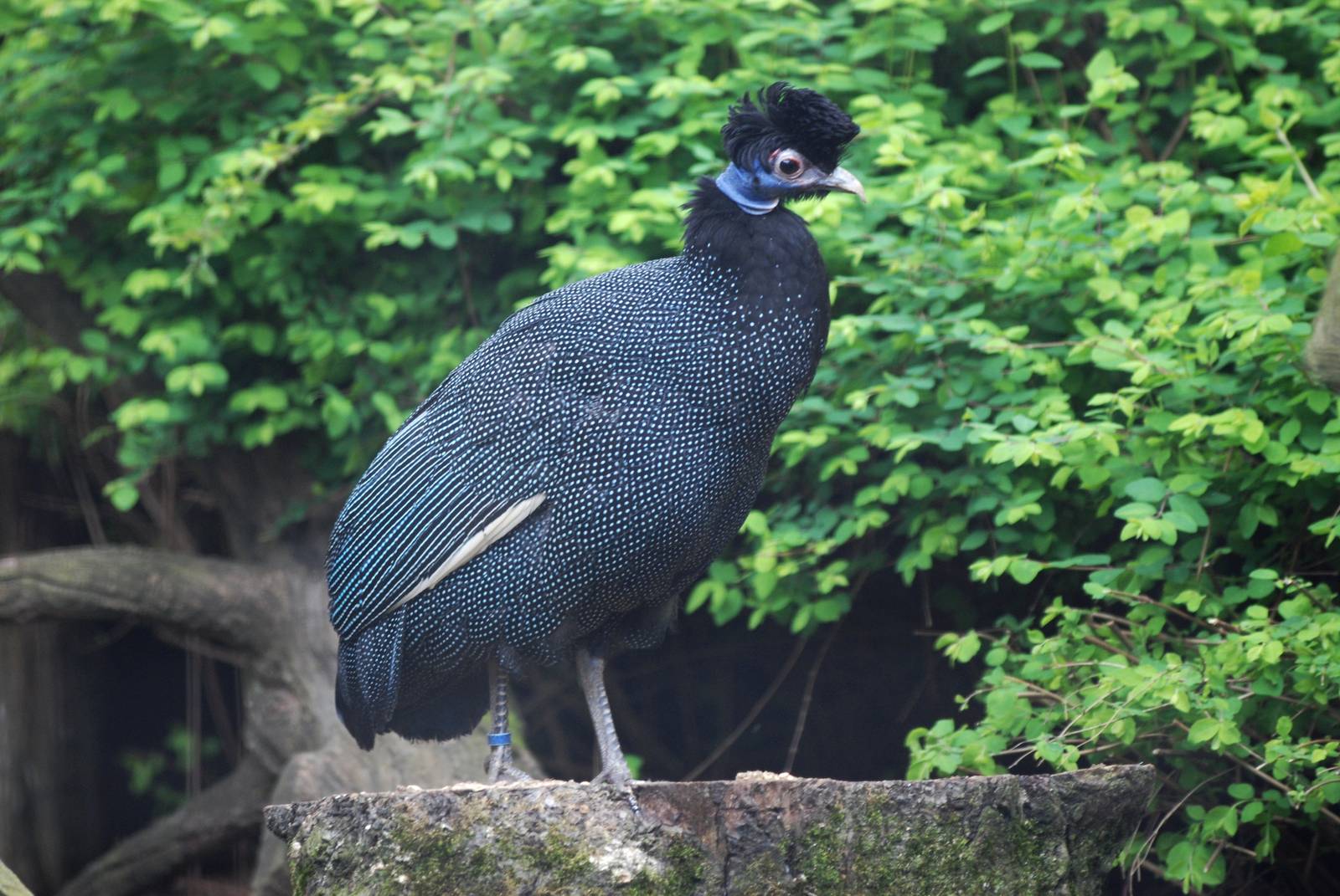Crested Guinea Fowl at Cotswold WP, 12/05/12