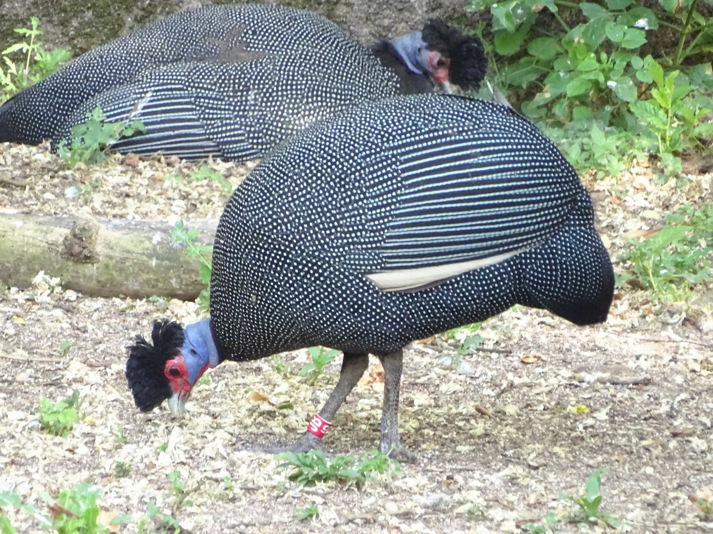 Crested guinea fowl (Guttera sp.)