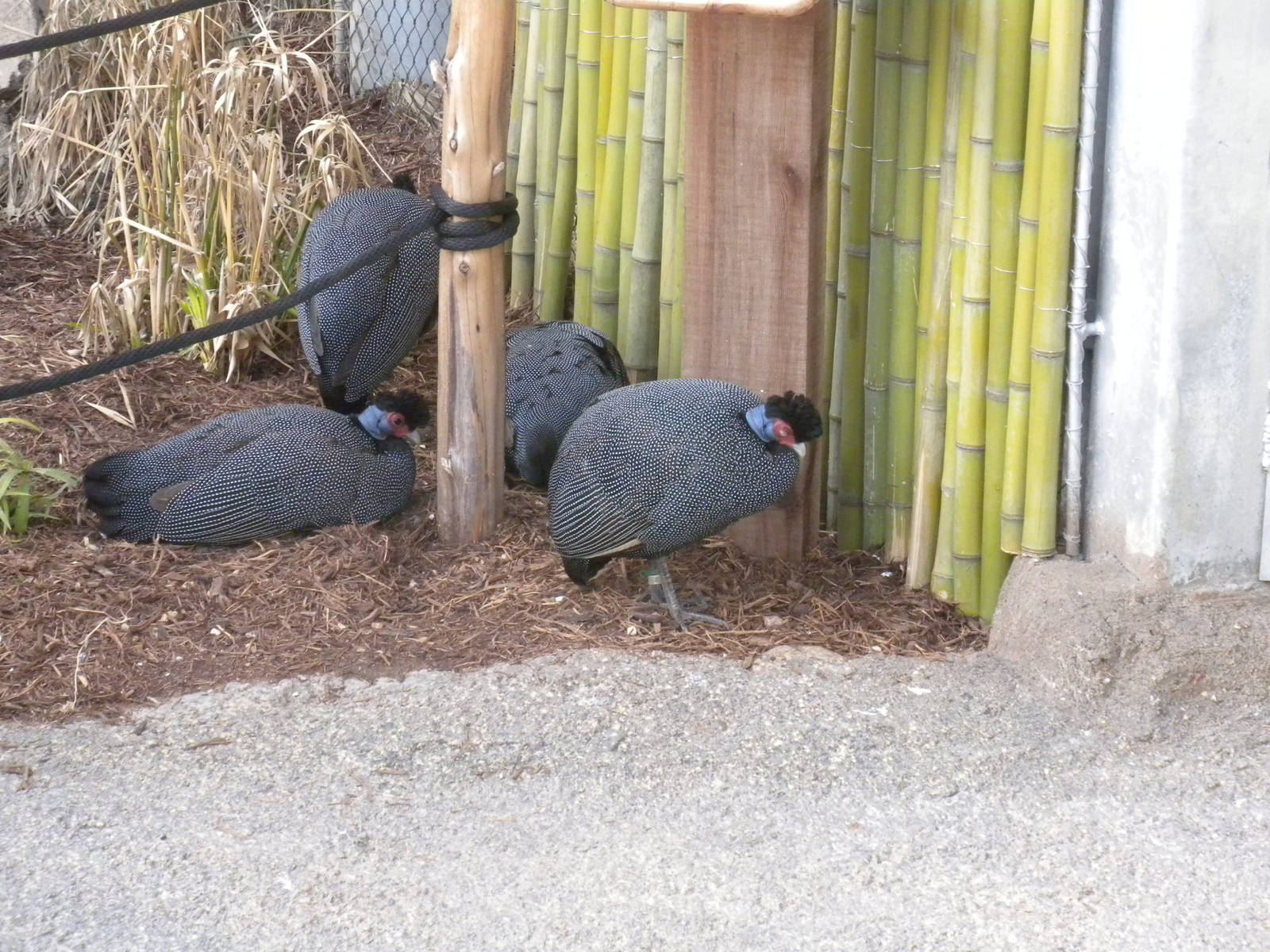 Crested Guinea Fowl