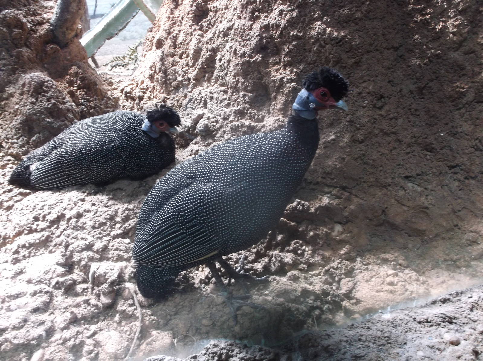 Crested Guinea Fowl