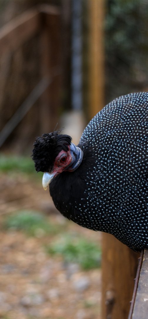 Crested Guinea Fowl