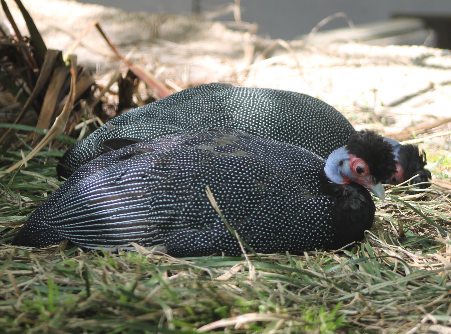 Crested guinea-fowl